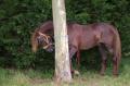  Le Maroc fete son Moussem a Evry-Bondoufle  - Les chevaux marocains Les Chevaux Marocains 077